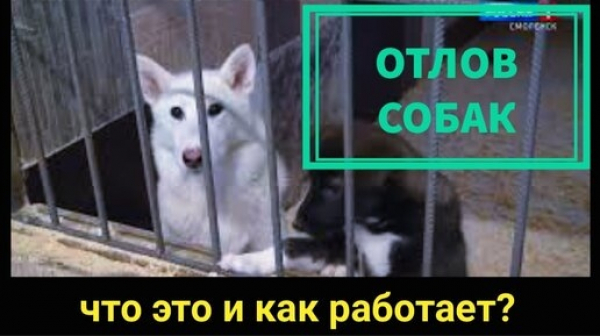 Судьба фонда Брижит Бардо по защите животных раскрыта после ее смерти