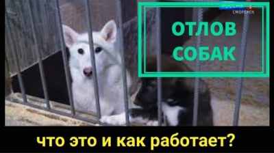 Судьба фонда Брижит Бардо по защите животных раскрыта после ее смерти