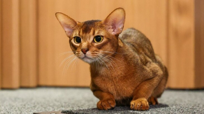 Владелица "самого красивого кота в мире" планирует подобрать ему пару